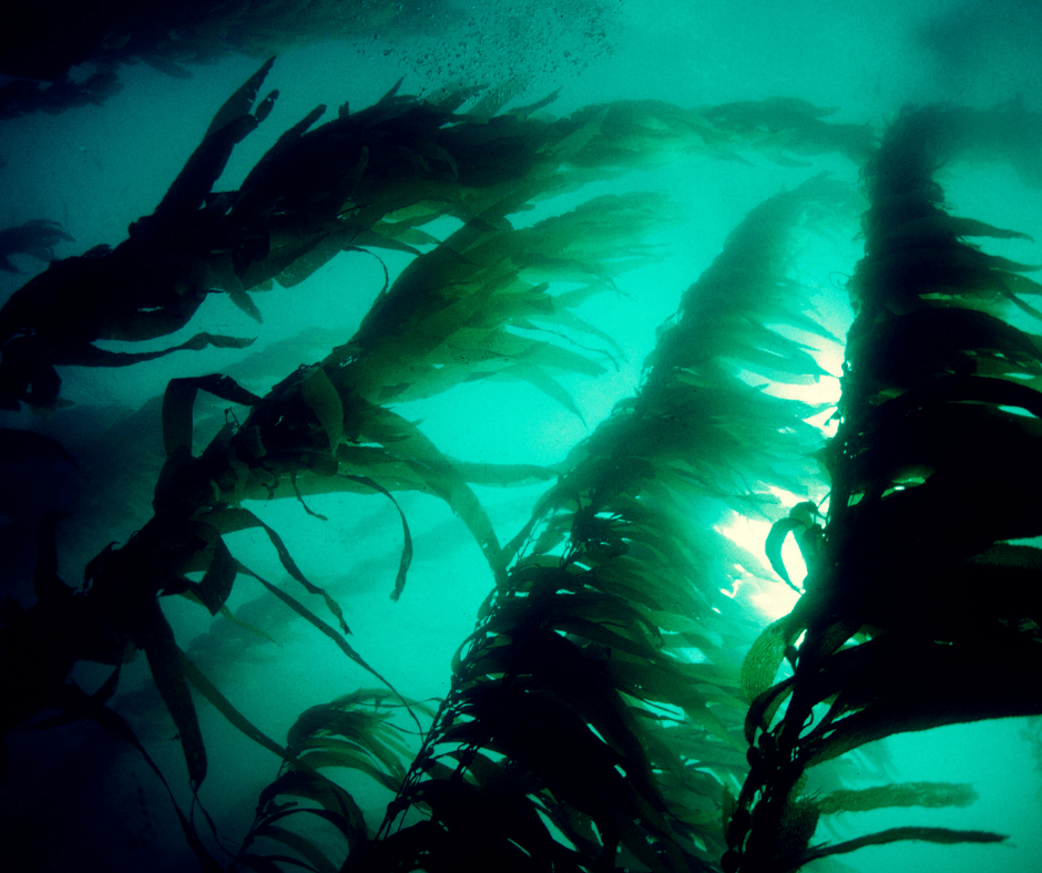 Детокс морские водоросли